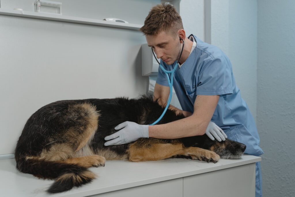 Animal Hospital Cleaning Veterinary Professional Cleaning Services